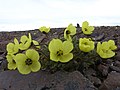 Blomsten papaver radicatum på Heissøen