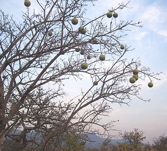 Strychnos spinosa, עץ ופירות