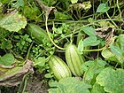 マクワウリ Cucumis melo var.