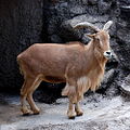 Mouflon à manchettes