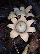 Geastrum hirsutum