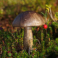 Leccinum variicolor