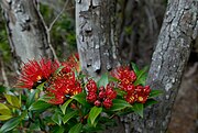 Metrosideros umbellata