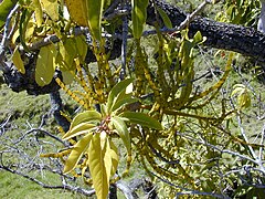 Description de l'image Starr 030222-0115 Korthalsella complanata.jpg.