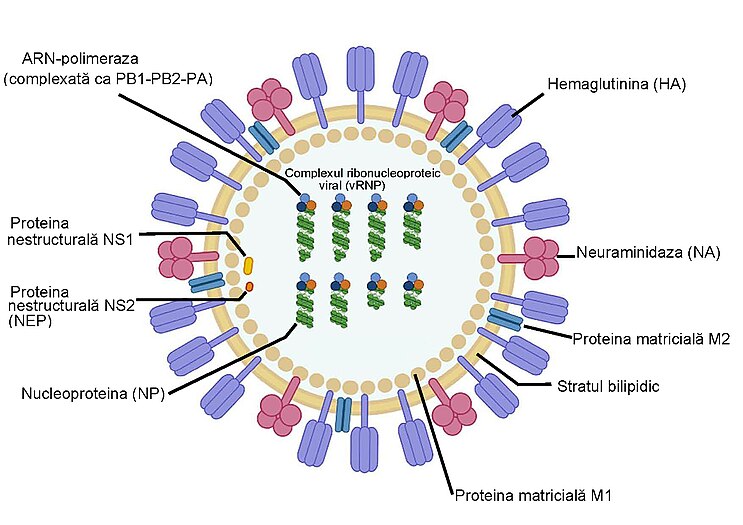 Schema virusului gripal A