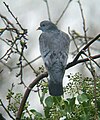 Kék galamb (Columba oenas)