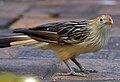 At the National Aviary, Pennsylvania.