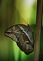 Mariposa buho, de la cual existen 20 especies diferentes, miembro del género Caligo, de la familia Nymphalidae. Por commons:Richard Bartz.