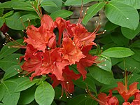 'Mandarin Red' cultivar