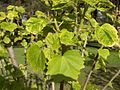 Dedaunan Hibiscus syriacus