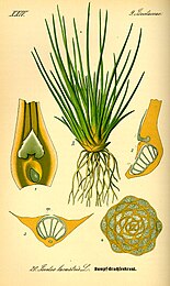 Grote biesvaren (Isoetes lacustris) botanische tekening