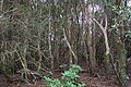 Mount Royal, cloud forest, Hill water gum rainforest at summit