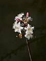 Tríblaðað bukkablað (Menyanthes trifoliata)