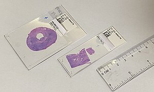 Standard (75 x 25 mm or 3x1″) and large (75 x 51 mm or 3x2″) microscope slide.