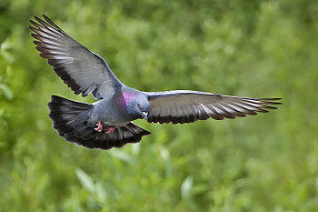 Rock Pigeon