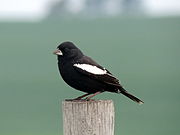 Male lark bunting (Calamospiza melanocorys)