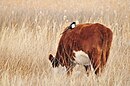 Black-billed magpie eating ticks off the back of a cow