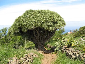 Drachenbaum in Garafía