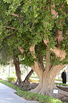 Albero di Ficus retusa