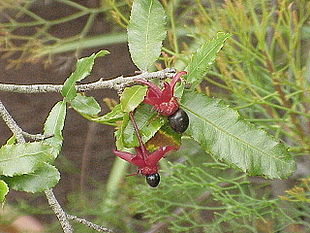 Arten Ochna serrulata.