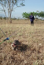 Un rat gris harnaché et tenu en laisse