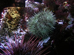 Oursin vert (Strongylocentrotus droebachiensis), mers froides de tout l'hémisphère nord.