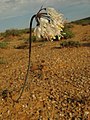 Wild specimen of white-flowered variety with nodding inflorescence, Knersvlakte Nature Reserve