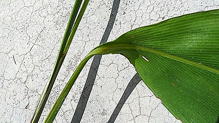 Pharus latifolius z podrostu amerických tropických lesů má nepravé řapíky