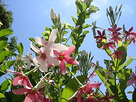 Quisqualis indica (Chineesche kamperfoelie)