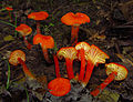 H. cantharellus, grup