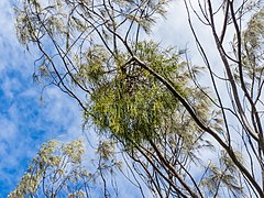 The epiphytic parasite Amyema cambagei (center) has foliage closely resembling that of its host, here Casuarina equisetifolia.