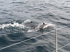 Delfines en Los Órganos.