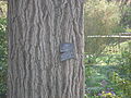 Detalh de la camba del vièlh Ginkgo del jardin botanic de Montpelhièr.