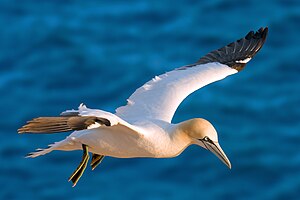 Jan-faan-Gent (Morus bassanus) LC - least concern (ei trüüwet)