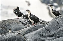 Knoppskarvar på Antarktishalvøya.