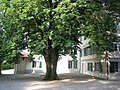 Linde im Hof hinter dem Gästehaus