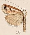 Crambus dianiphalis