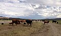 Image 43Cattle near the Bruneau River in Elko County (from Nevada)