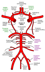 Diagram of the arterial circulation at the base of the brain.