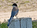 Iberian magpie