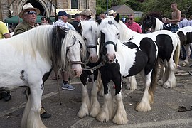 Horses on display