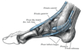 The synovial sheaths of the tendons around the ankle. Medial aspect. (Tendon of Plantaris labeled at bottom right.)