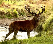 Cervus elaphus (Cervidae)