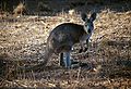 Känguruh, Motawingi, NSW, Australien