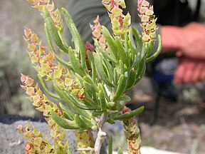 Cone-like structures containing the female flowers of Sarcobatus vermiculatus