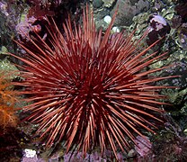 Oursin rouge géant (Strongylocentrotus franciscanus), Pacifique Est.