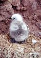 Red-legged kittiwake chick