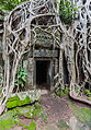 Ta Prohm oraz drzewo Banyan