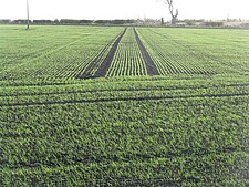 Young winter barley in early November, Scotland, 2009