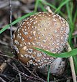 !!Amanita regalis!!